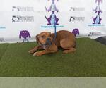 Small Boxer Mix