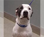 Small American Staffordshire Terrier Mix