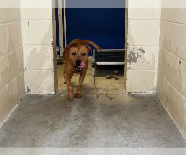 Medium Photo #1 American Pit Bull Terrier-Unknown Mix Puppy For Sale in Ocala, FL, USA