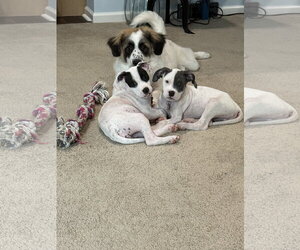 Patch - Sewing Litter - Female American Staffordshire Terrier-Unknown Mix Dog for Adoption - Photo #4
