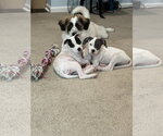 Small Photo #4 American Staffordshire Terrier-Unknown Mix Puppy For Sale in Holly Springs, NC, USA