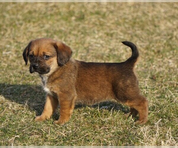 Medium Photo #3 Puggle Puppy For Sale in FREDERICKSBG, OH, USA