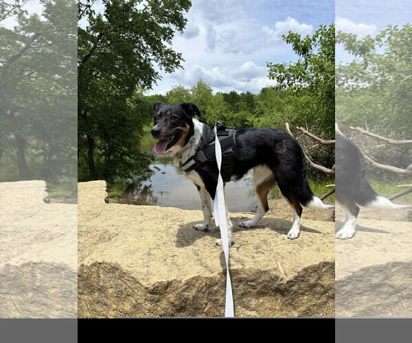 Medium Photo #2 Mutt Puppy For Sale in Denton, TX, USA