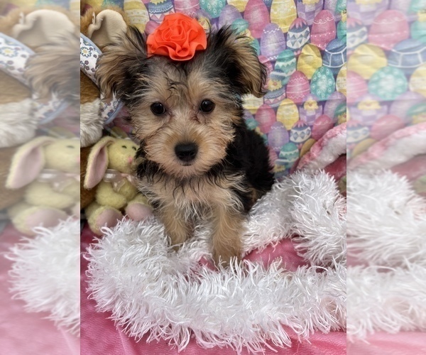 Medium Photo #9 YorkiePoo Puppy For Sale in BOLINGBROOK, IL, USA