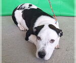 Small #3 American Pit Bull Terrier-Basset Hound Mix