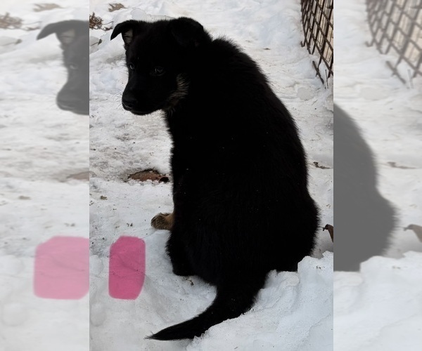 Medium Photo #13 German Shepherd Dog Puppy For Sale in BEARDSTOWN, IL, USA