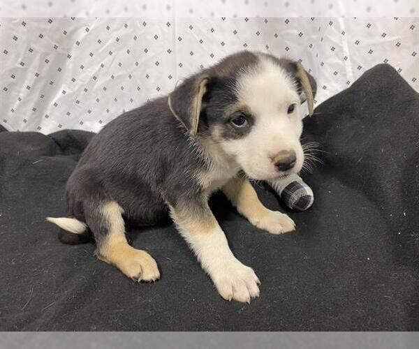 Medium Photo #1 Australian Shepherd-Unknown Mix Puppy For Sale in Modesto, CA, USA