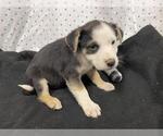 Small Australian Shepherd Mix