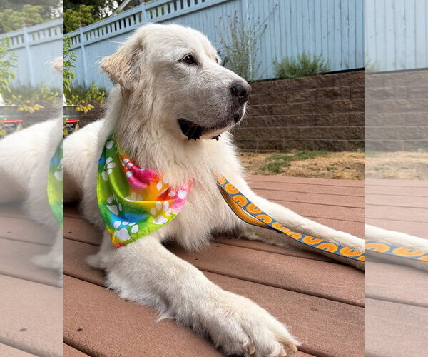 Medium Photo #6 Great Pyrenees Puppy For Sale in Spring, TX, USA