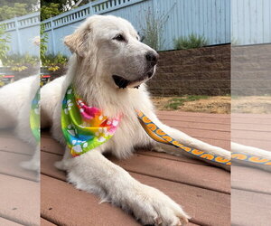 Bianca - Female Great Pyrenees Dog for Adoption - Photo #6