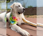 Small #5 Great Pyrenees