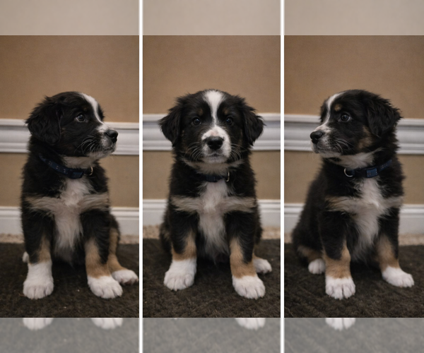 Medium Photo #2 Australian Shepherd Puppy For Sale in SAINT JOHN, IN, USA