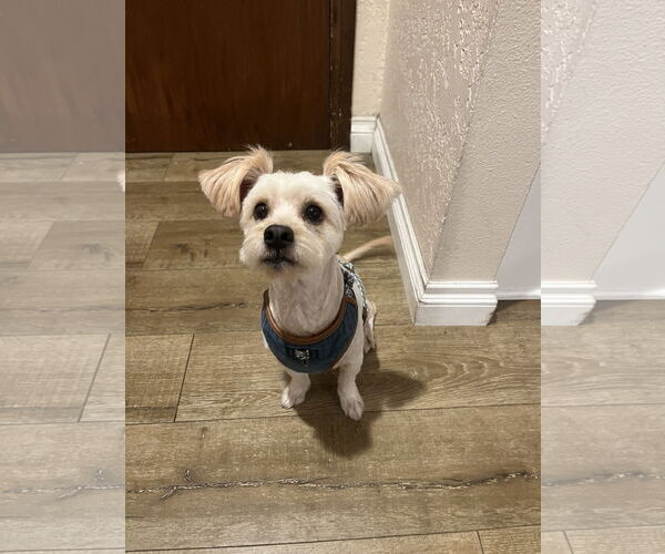 Medium Photo #2 Mutt Puppy For Sale in Menifee, CA, USA