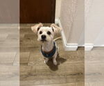 Small #1 Mutt
