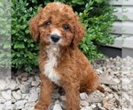 Small Cavapoo (Miniature)