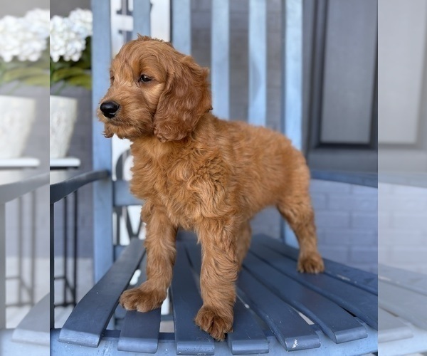 Medium Photo #1 Goldendoodle Puppy For Sale in FRANKLIN, IN, USA