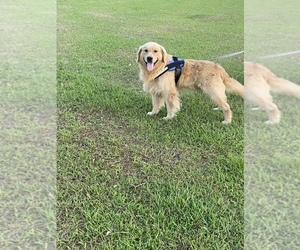 Father of the Golden Retriever puppies born on 06/13/2025