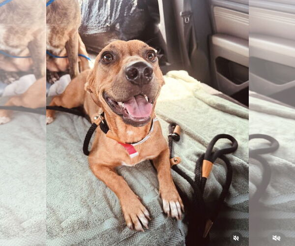 Medium Photo #3 Chiweenie Puppy For Sale in Houston, TX, USA