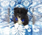 Small Photo #6 Pomeranian Puppy For Sale in LANCASTER, PA, USA