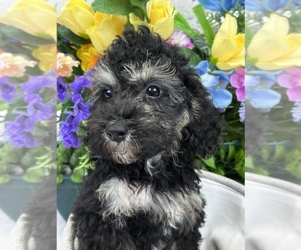 Medium Photo #5 Miniature Bernedoodle Puppy For Sale in BULLARD, TX, USA