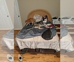 Small Photo #1 Siberian Husky Puppy For Sale in SYLVA, NC, USA