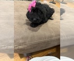 Small Photo #23 Saint Berdoodle Puppy For Sale in DINWIDDIE, VA, USA