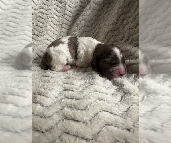 Medium Photo #1 Cocker Spaniel Puppy For Sale in LEANDER, TX, USA