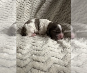 Cocker Spaniel Puppy for sale in LEANDER, TX, USA