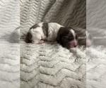 Small Cocker Spaniel