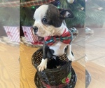 Small Photo #3 Boston Terrier Puppy For Sale in MONTVILLE, OH, USA
