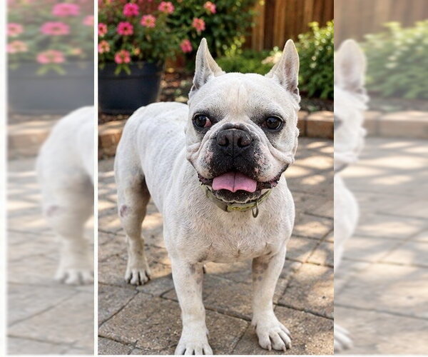 Medium Photo #1 French Bulldog Puppy For Sale in Apple Valley, CA, USA
