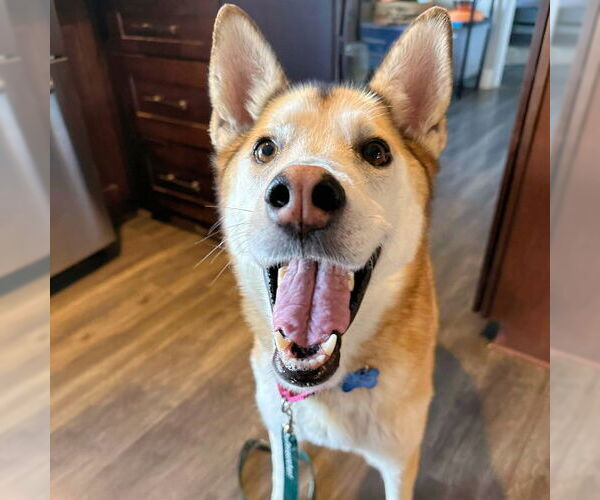 Medium Photo #4 Siberian Husky Puppy For Sale in Omaha, NE, USA