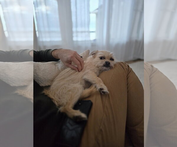 Medium Photo #2 ShiChi Puppy For Sale in Grafton, WI, USA