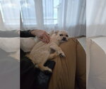Small Photo #2 ShiChi Puppy For Sale in Grafton, WI, USA