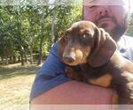 Small Dachshund