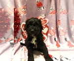 Small #3 Portuguese Water Dog
