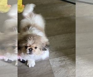 Medium Pekingese