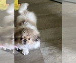 Puppy Gracie Pekingese