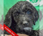 Small Spaniel Mix