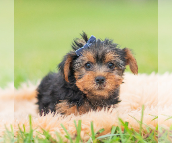 Medium Photo #3 Yorkshire Terrier Puppy For Sale in WARSAW, IN, USA