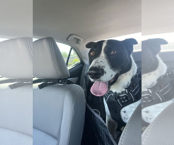 Medium Photo #11 Pointer-Unknown Mix Puppy For Sale in Chandler, AZ, USA