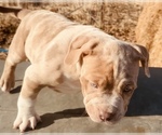 Puppy Stormy American Bully