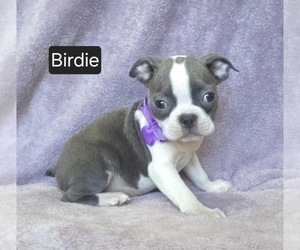 Boston Terrier Puppy for sale in MINERAL WELLS, WV, USA