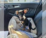 Small Photo #3 Miniature Pinscher-Unknown Mix Puppy For Sale in Belleuve, NE, USA