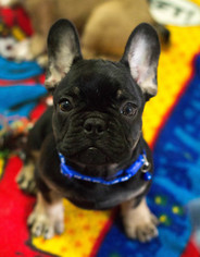 French Bulldog Puppy for sale in BAY VIEW, WI, USA