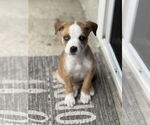 Small #2 Australian Shepherd Mix