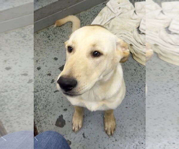Medium Photo #8 Labrador Retriever-Unknown Mix Puppy For Sale in Osgood, IN, USA