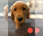 Puppy Red Golden Retriever