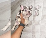 Small Photo #48 French Bulldog Puppy For Sale in PHILADELPHIA, PA, USA
