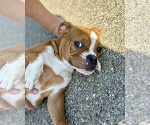 Bulloxer Dogs for adoption in Dumont, NJ, USA